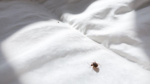 Guide sur les morsures de punaises de lit : symptômes et solutions